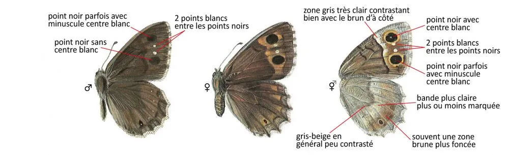Critères d'identification: Faune &mdash; Hipparchia statilinus