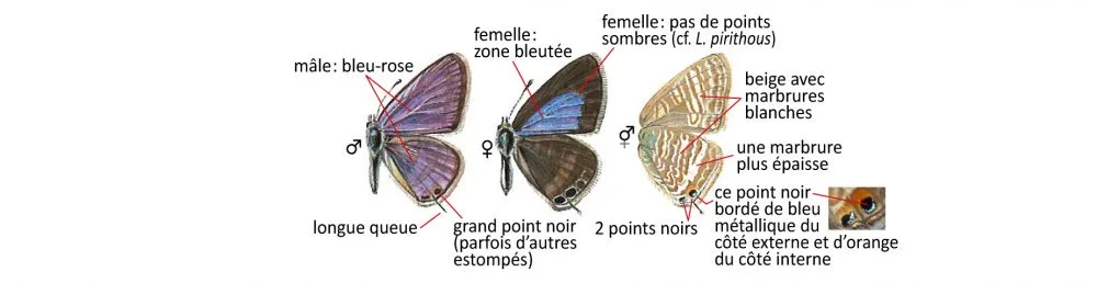 Critères d'identification: Azuré porte-queue — Lampides boeticus