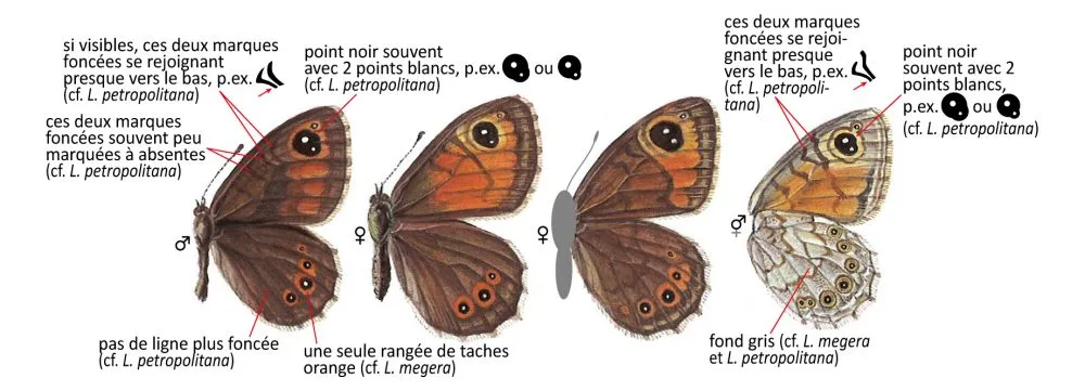 Critères d'identification: Némusien — Lasiommata maera