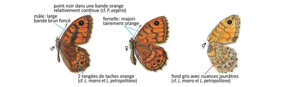 Critères d'identification: Mégère — Lasiommata megera