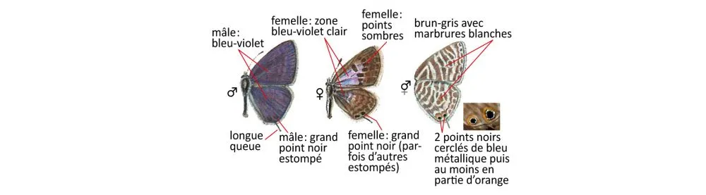 Critères d'identification: Azuré de la luzerne — Leptotes pirithous