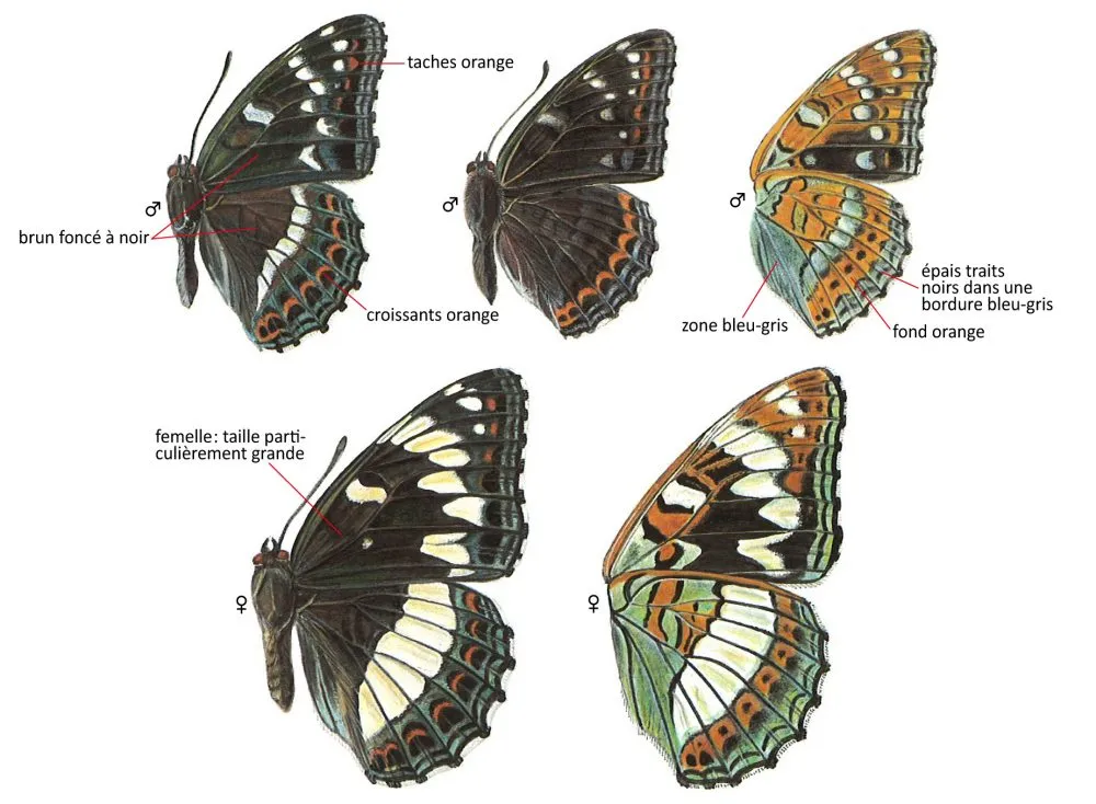 Critères d'identification: Grand Sylvain &mdash; Limenitis populi