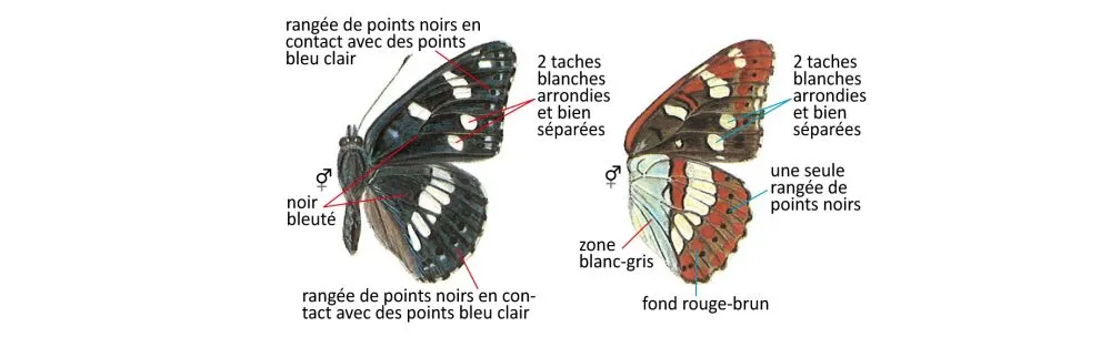 Critères d'identification: Sylvain azuré — Limenitis reducta