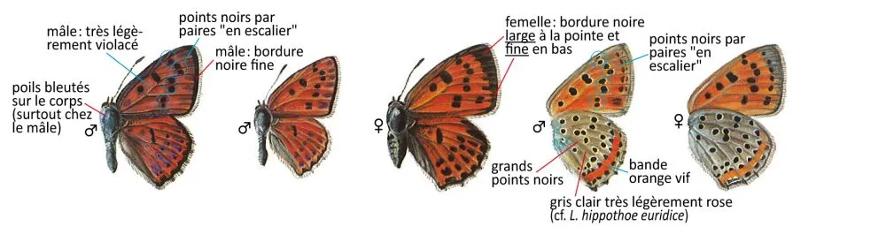 Critères d'identification: Cuivré flamboyant &mdash; Lycaena alciphron