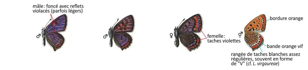 Critères d'identification: Cuivré de la bistorte &mdash; Lycaena helle