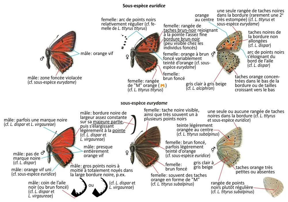 Critères d'identification: Cuivré écarlate &mdash; Lycaena hippothoe