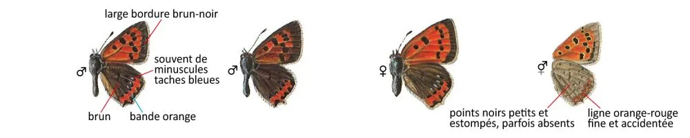 Critères d'identification: Cuivré commun — Lycaena phlaeas