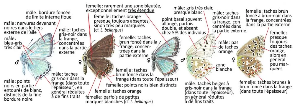 Critères d'identification: Argus bleu-nacré — Lysandra coridon