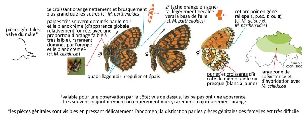 Critères d'identification: Mélitée du mélampyre &mdash; Melitaea athalia