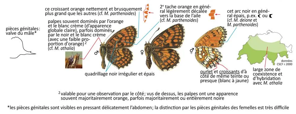Critères d'identification: Mélitée de Fruhstorfer &mdash; Melitaea celadussa