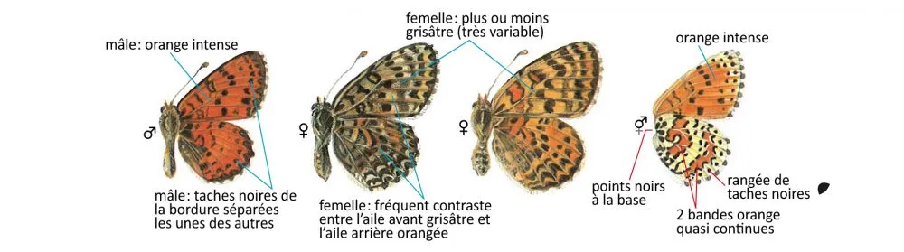 Critères d'identification: Mélitée orangée &mdash; Melitaea didyma