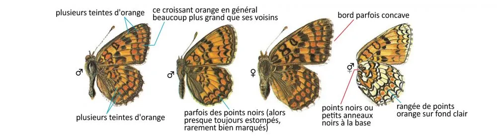 Critères d'identification: Mélitée des centaurées &mdash; Melitaea phoebe