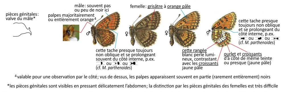 Critères d'identification: Mélitée de la gentiane &mdash; Melitaea varia