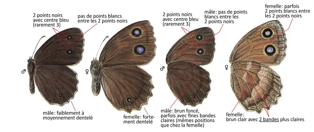 Critères d'identification: Grand Nègre des bois &mdash; Minois dryas