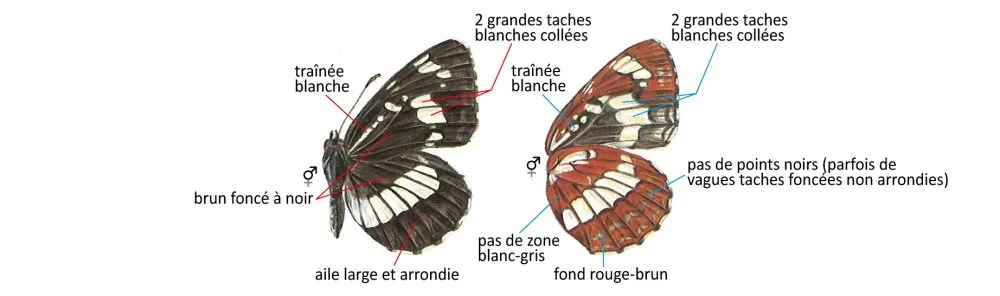 Critères d'identification: Sylvain des spirées &mdash; Neptis rivularis