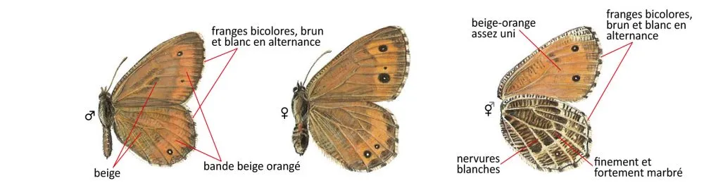 Critères d'identification: Chamoisé des glaciers &mdash; Oeneis glacialis