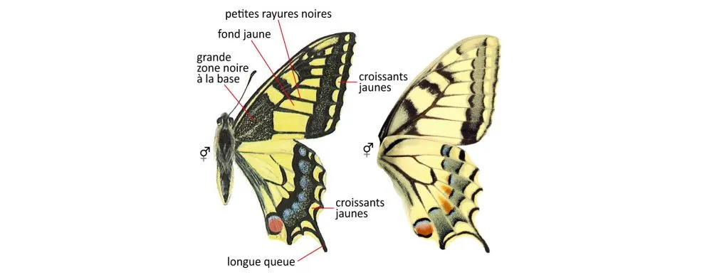 Critères d'identification: Machaon — Papilio machaon