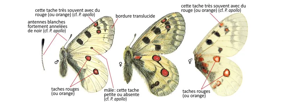 Critères d'identification: Petit Apollon — Parnassius phoebus