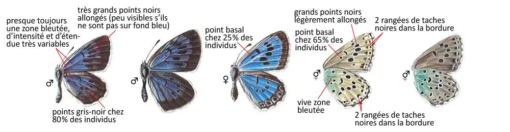 Critères d'identification: Azuré du serpolet — Phengaris arion