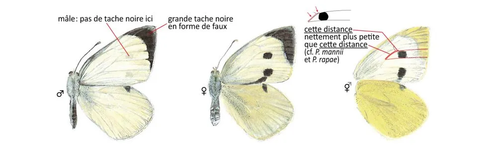 Critères d'identification: Piéride du chou — Pieris brassicae