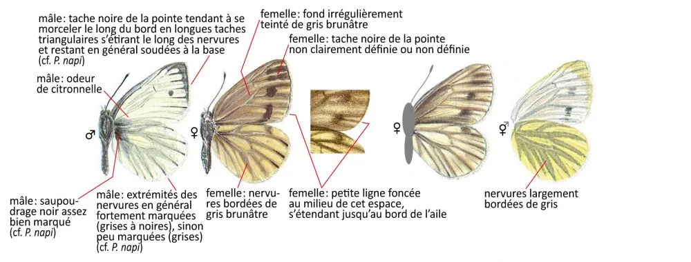 Critères d'identification: Piéride de l’arabette — Pieris bryoniae