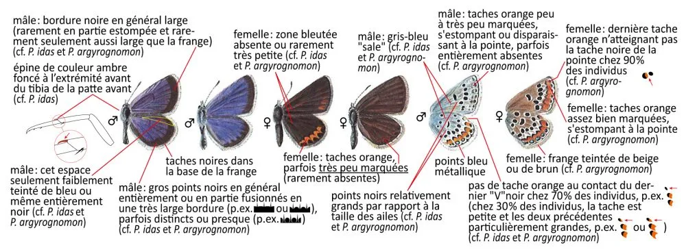 Critères d'identification: Azuré de l&rsquo;ajonc &mdash; Plebejus argus