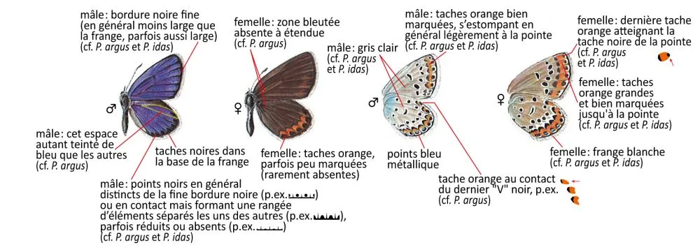 Critères d'identification: Azuré des coronilles — Plebejus argyrognomon