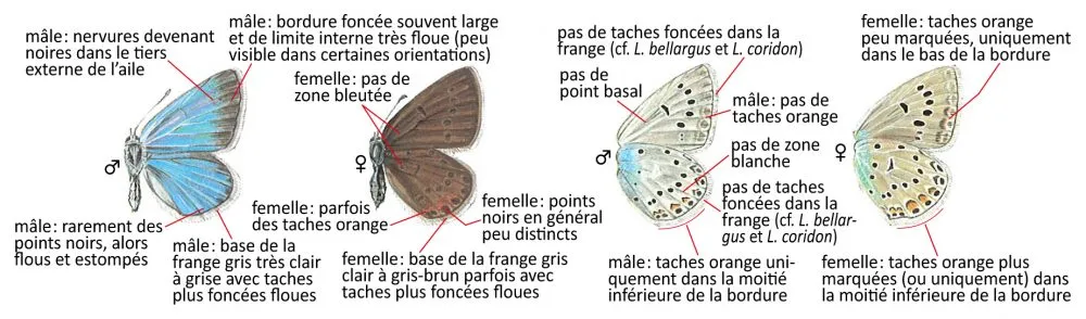 Critères d'identification: Azuré de la jarosse &mdash; Polyommatus amandus