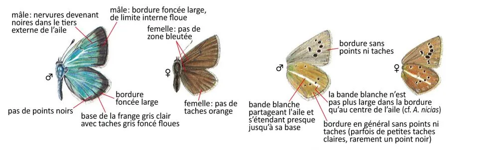 Critères d'identification: Azuré du sainfoin &mdash; Polyommatus damon