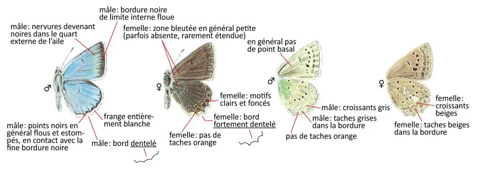 Critères d'identification: Azuré de l’orobe — Polyommatus daphnis