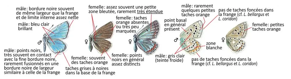 Critères d'identification: Azuré de l&rsquo;oxytropide &mdash; Polyommatus eros