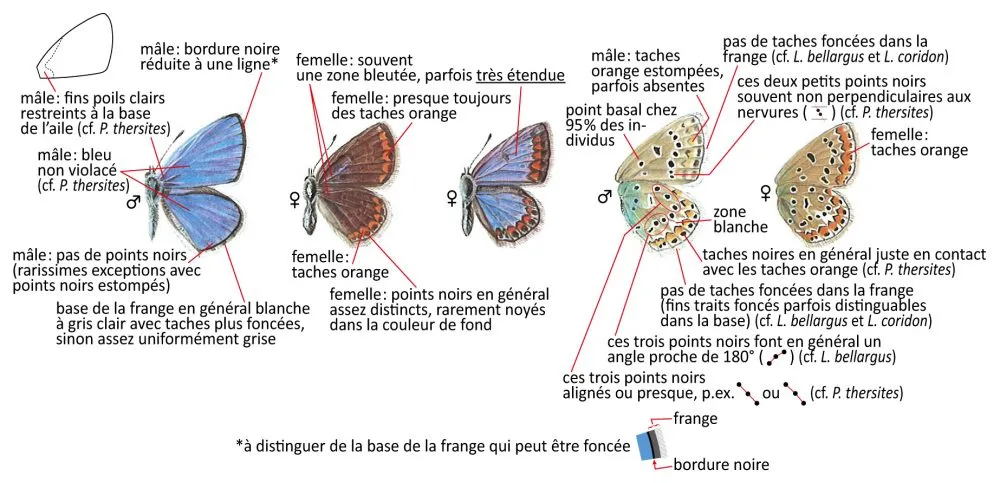 Critères d'identification: Azuré commun &mdash; Polyommatus icarus