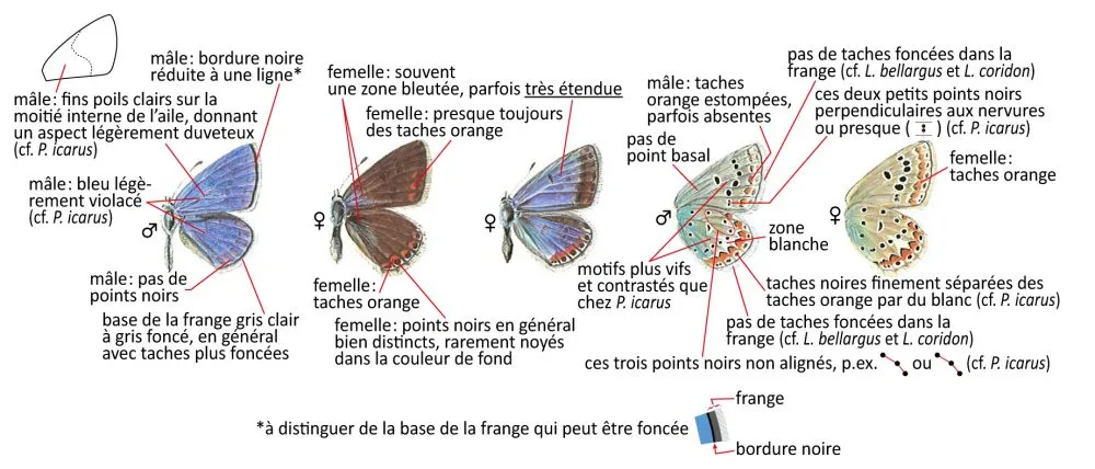 Critères d'identification: Azuré de l&rsquo;esparcette &mdash; Polyommatus thersites