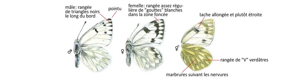 Critères d'identification: Piéride du vélar &mdash; Pontia callidice