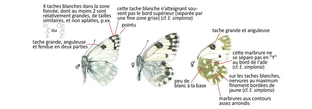 Critères d'identification: Marbré de Fabricius — Pontia edusa