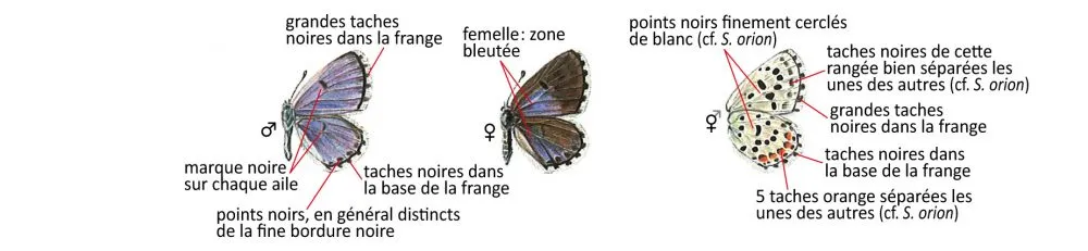 Critères d'identification: Azuré de la sarriette &mdash; Pseudophilotes baton