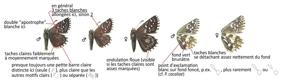 Critères d'identification: Hespérie de Wallengren &mdash; Pyrgus andromedae