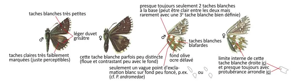 Critères d'identification: Hespérie obscure &mdash; Pyrgus cacaliae