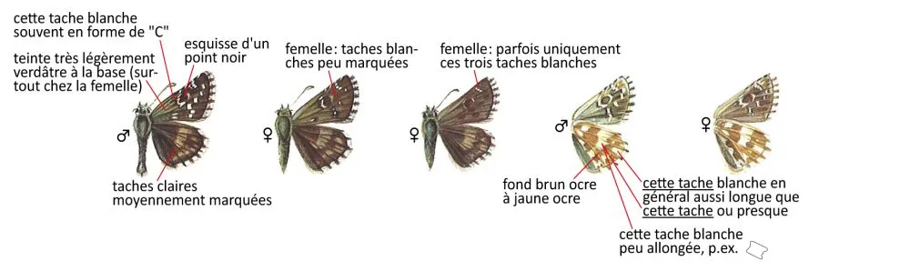 Critères d'identification: Hespérie de la parcinière &mdash; Pyrgus carlinae