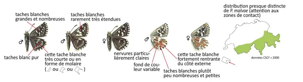 Critères d'identification: Hespérie de l&rsquo;aigremoine &mdash; Pyrgus malvoides