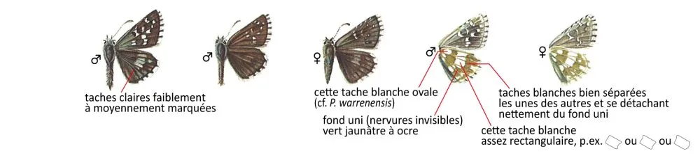 Critères d'identification: Hespérie de l&rsquo;alchémille &mdash; Pyrgus serratulae