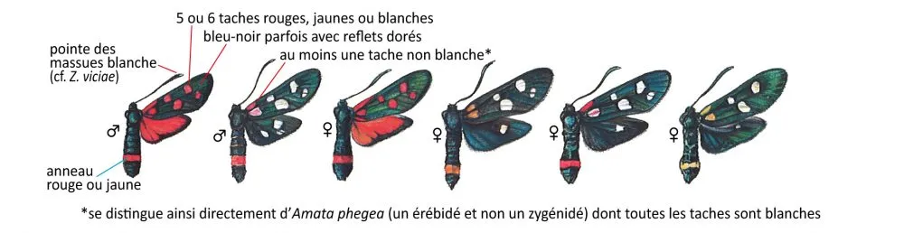 Critères d'identification: Zygène de la coronille — Zygaena ephialtes