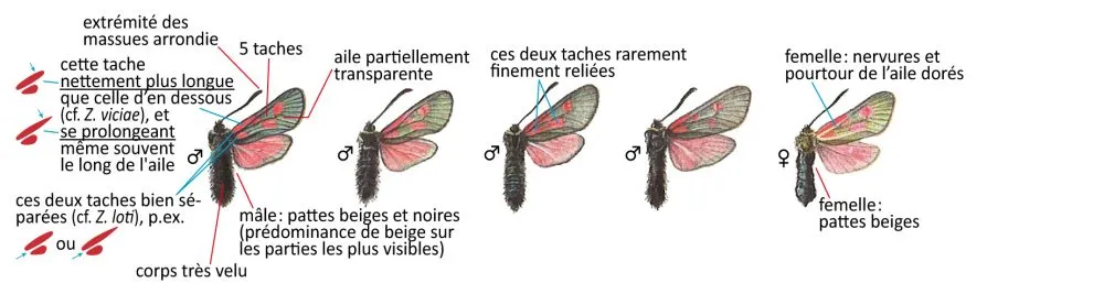 Critères d'identification: Zygène des sommets &mdash; Zygaena exulans