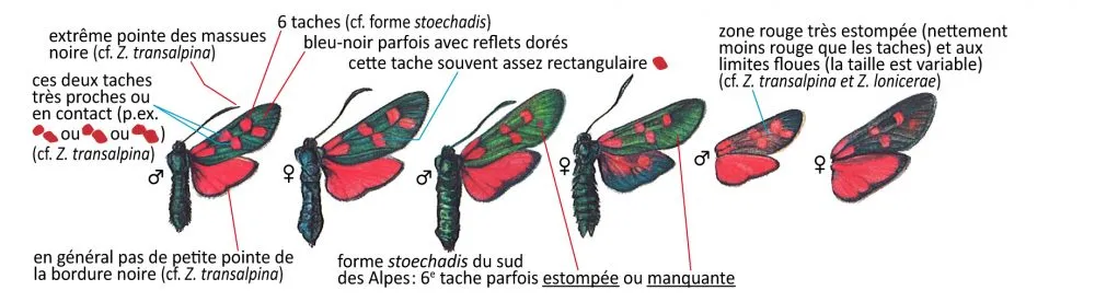 Critères d'identification: Zygène de la filipendule &mdash; Zygaena filipendulae