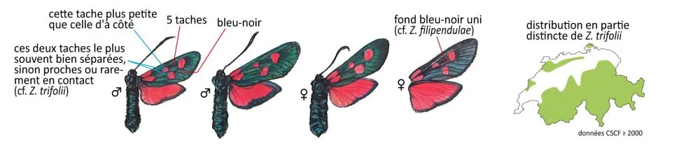 Critères d'identification: Zygène du chèvrefeuille &mdash; Zygaena lonicerae