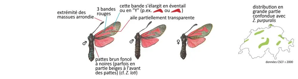 Critères d'identification: Zygène diaphane &mdash; Zygaena minos